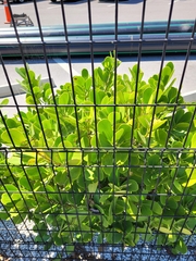 Scaevola plumieri image
