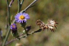 Symphyotrichum graminifolium