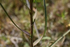 Symphyotrichum graminifolium