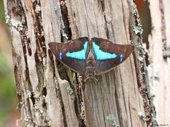 Archaeoprepona meander
