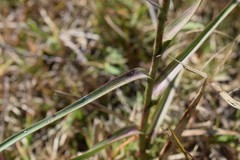 Symphyotrichum graminifolium