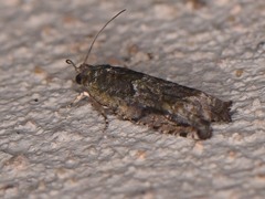 Pseudexentera haracana