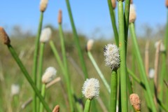 Eleocharis elegans
