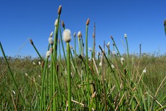 Eleocharis elegans