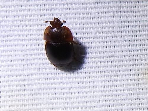 Small Hive Beetle photo 5