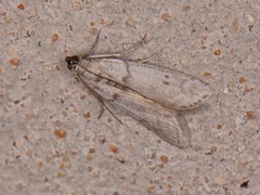 Myelopsis alatella