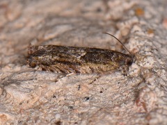 Pseudexentera haracana
