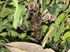 Anurogryllus arboreus