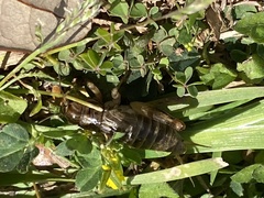 Anurogryllus arboreus