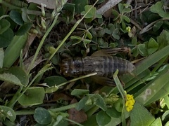 Anurogryllus arboreus