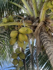 Procyon pygmaeus