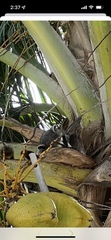 Procyon pygmaeus
