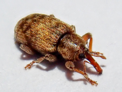 Dorytomus nebulosus