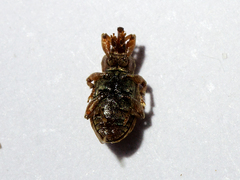 Dorytomus nebulosus