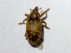 Dorytomus nebulosus