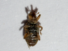 Dorytomus nebulosus
