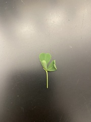Trifolium dubium