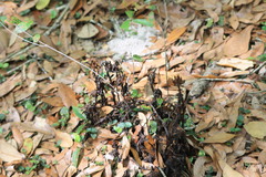 Monotropa uniflora image
