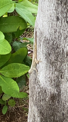 Anolis distichus
