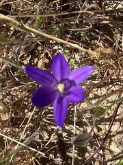 Brodiaea jolonensis