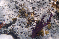 Halichoeres maculipinna