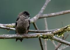 Progne chalybea chalybea