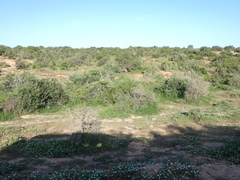 Mesembryanthemum aitonis