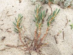 Polygonum maritimum