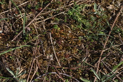 Saxifraga tridactylites