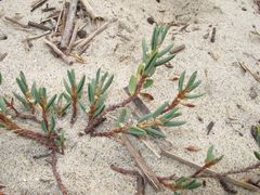 Polygonum maritimum