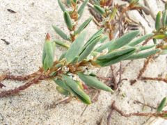 Polygonum maritimum