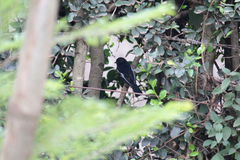 Melaniparus albiventris