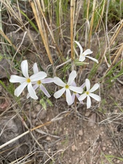 Phlox tenuifolia