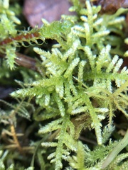 Hyocomium armoricum