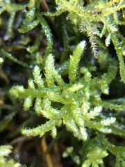 Hyocomium armoricum