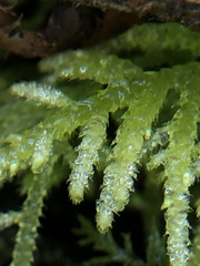 Hyocomium armoricum
