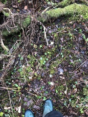 Hyocomium armoricum
