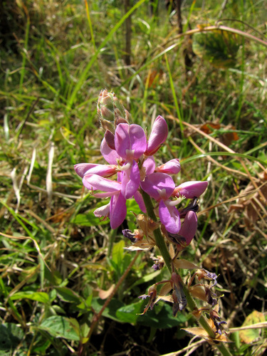 Desmodium intortum image