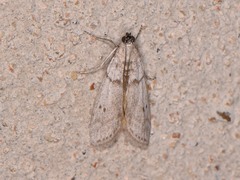 Myelopsis alatella