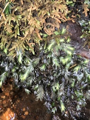 Fissidens polyphyllus