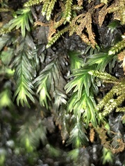 Fissidens polyphyllus