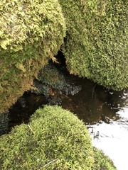 Fissidens polyphyllus