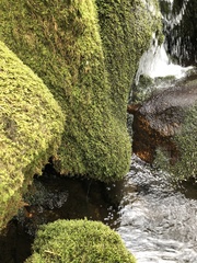 Fissidens polyphyllus