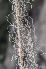 Thelypodium milleflorum