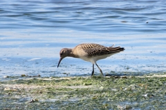 Calidris pugnax