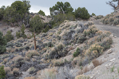 Thelypodium milleflorum