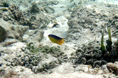 Stegastes leucostictus