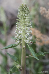 Thelypodium milleflorum