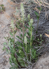 Thelypodium milleflorum