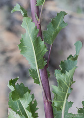 Thelypodium milleflorum